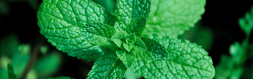 Fresh Mint Leaves